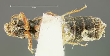 Media type: image;   Entomology 6546 Aspect: habitus ventral view